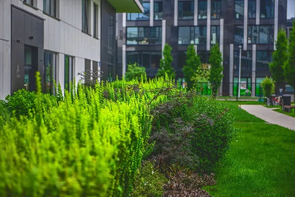 Teren zewnętrzny osiedla Madison Apartments - zieleń wokół budynku